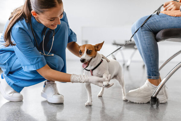 Female veterinarian in blue scrubs cheerfully examining smiling, white and brown small dog held by an owners leash in bright veterinary clinic