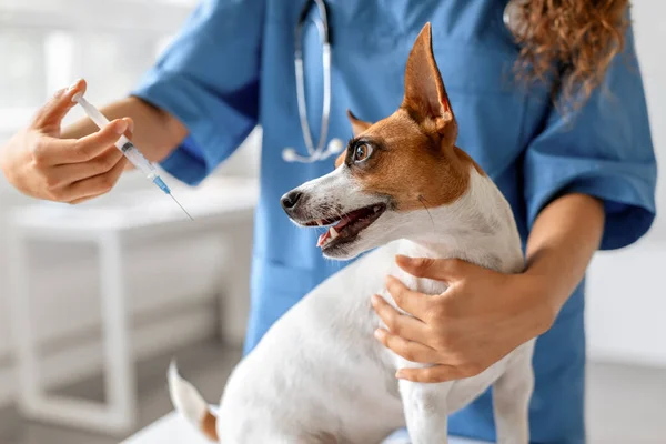 Alerte Jack Russell Cão Recebendo Vacinação Clínica Com Close Veterinários — Fotografia de Stock