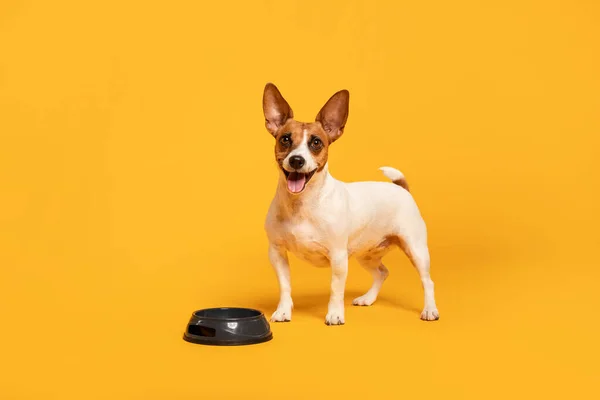 Jack Russell Terrier Steht Neben Einer Futterschüssel Auf Sonnigem Gelbem — Stockfoto
