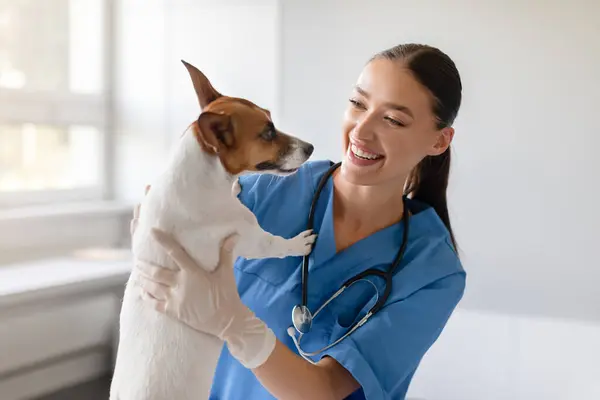 Veterinário Alegre Embala Amigável Jack Russell Terrier Compartilhando Sorriso Durante — Fotografia de Stock