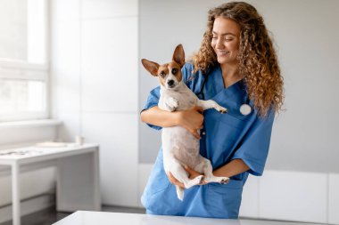 Mavi önlüklü neşeli genç bayan veteriner parlak bir veteriner kliniğinde check-up sırasında Jack Russell Terrier köpeğini sevgiyle kucaklıyor.