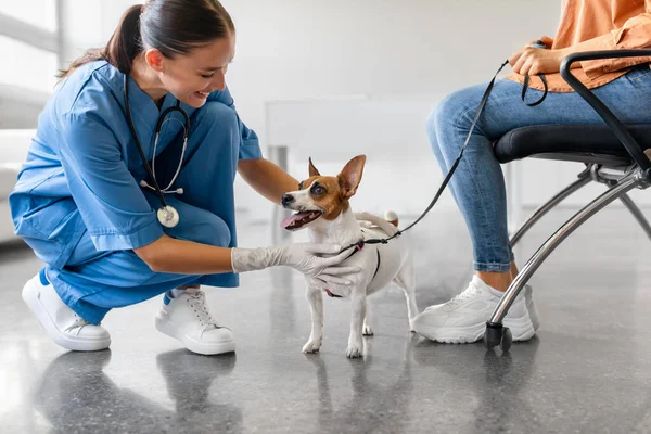 Veterinário Entusiasta Agacha Para Cumprimentar Excitado Jack Russell Terrier Uma — Fotografia de Stock