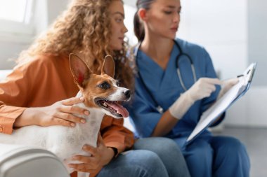 İlgili veteriner klinik notlar alırken evcil hayvan sahibi, mutlu Jack Russell Terrier 'ı, parlak bir klinikte rutin bir veteriner randevusunda sevgiyle okşuyor.