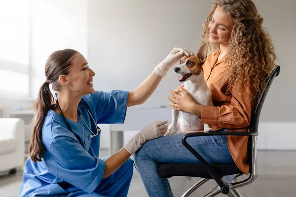 Veterinário Fêmea Compartilha Momento Lúdico Com Jack Russell Terrier Seu — Fotografia de Stock
