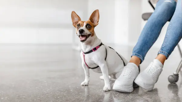 Allerta Jack Russell Terrier Indossando Imbracatura Siede Pavimento Clinica Veterinaria — Foto Stock