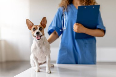 Gülümseyen Jack Russell Terrier dikkatlice otururken mavi üniformalı bir kadın veteriner, parlak bir klinikte elinde dosyayla onu nazikçe tutuyor.