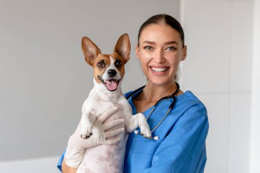 Cheerful veterinarian in blue scrubs cradling an exuberant Jack Russell Terrier, both sharing a joyful moment during a veterinary consultation clipart