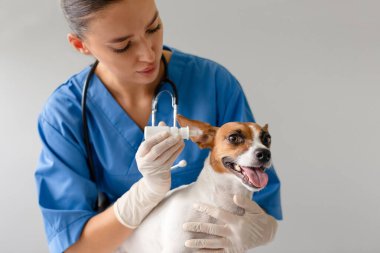 İşbirlikçi Jack Russell Terrier 'a kulak damlası veren mavi üniformalı konsantre veteriner profesyonel bir evcil hayvan bakım prosedürünü gösteriyor.
