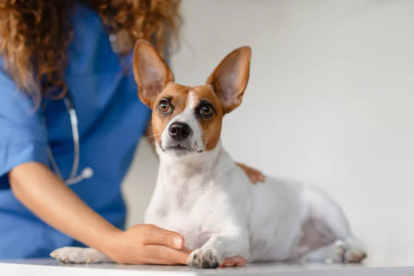 Alert Jack Russell Terrier Lying Exam Table Veterinarians Hand Gently — Stock Photo, Image