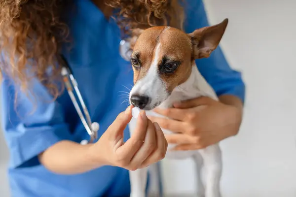 Focused Veterinarian Curly Hair Administering Medication Cooperative Jack Russell Terrier — Stock Photo, Image