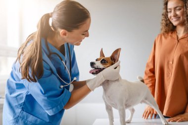 Mavi önlüklü veteriner neşeli Jack Russell Terrier 'ı incelerken gülümsüyor ve evcil hayvan sahibi mutlu bir ifadeyle bakıyor.
