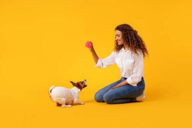 Kıvırcık saçlı genç kadın sarı arka planda diz çöker, parlak pembe topu tutarak özenli Jack Russell Terrier 'i meşgul eder.