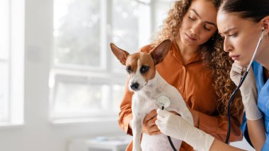 Güneşli bir klinik, panorama ve boş bir alanda sakin Jack Russell Terrier tarafından tutulan bir steteskop ile odaklanmış veteriner muayenesi