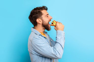 Mavi Stüdyo Arkaplanda Burger Isıran Aç Adam 'ın Profil Portresi, Açık Ağızlı Abur cubur Sandviç yemek, Büyük Hamburger' in tadını çıkarmak, Yan Görüş. Kötü yeme alışkanlığı kavramı