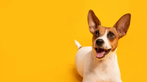 Joyful Jack Russell Terrier Pronounced Ears Lively Expression Sits Vivid — Stock Photo, Image
