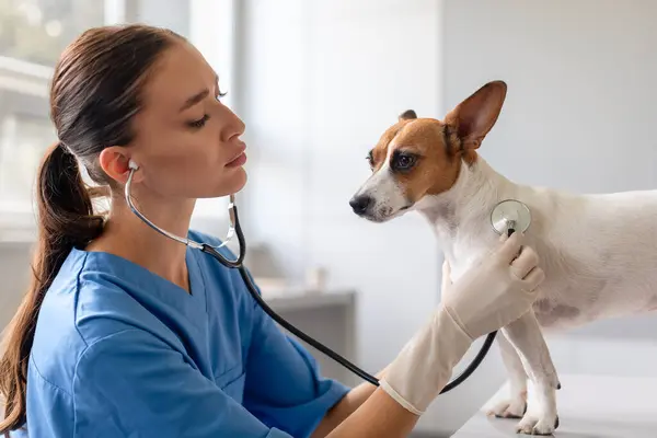 在日常的健康检查中 身穿蓝色毛巾的女兽医主要用听诊器检查处于警戒状态的杰克 泰里尔的心脏 — 图库照片