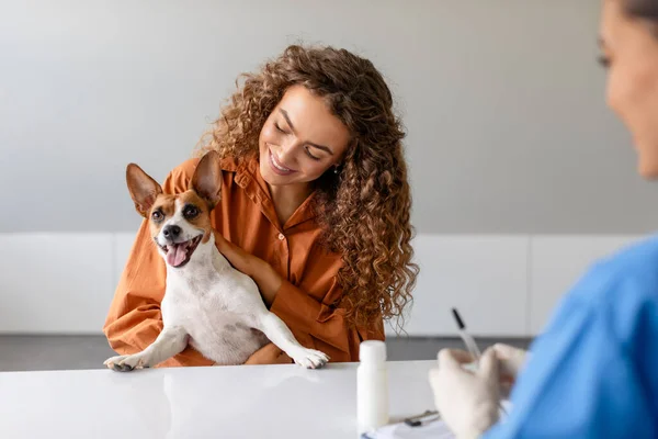 Cheerful Jack Russell Terrier Enjoys Attention While Female Owner Discusses — Stock Photo, Image