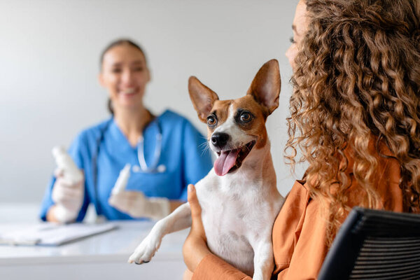 Jack Russell Terrier looks happy being held by its curly-haired owner, enjoying positive experience during veterinary visit with smiling female vet in the background