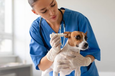 Mavi önlüklü odaklanmış kadın veteriner klinik ortamdaki kontrol ve kulak tedavisi sırasında Jack Russell Terrier 'ı sakinleştirmek için kulak damlasını dikkatlice kullanıyor.