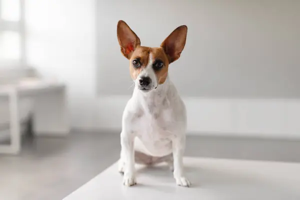 Büyük Kulaklı Dikkatli Kahverengi Beyaz Bir Köpek Veteriner Kliniğinde Beyaz — Stok fotoğraf