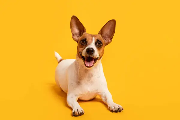 Podekscytowany Jack Russell Terrier Przerośniętymi Uszami Uśmiechniętymi Salonami Słonecznym Żółtym — Zdjęcie stockowe