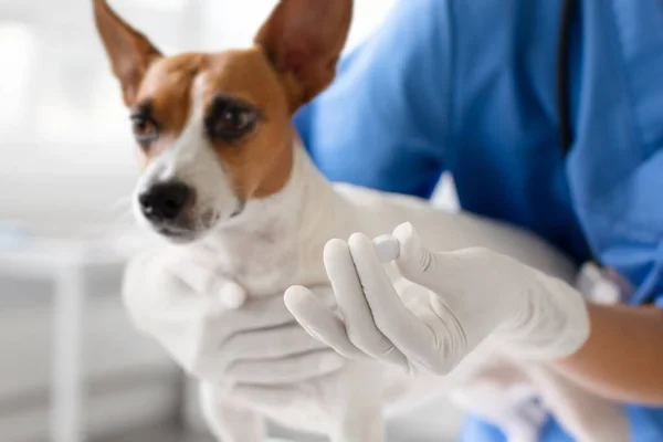 在临床环境中 女性兽医戴手套的手准备给一位细心的杰克 泰里尔 Jack Russell Terrier 进行药物治疗 — 图库照片