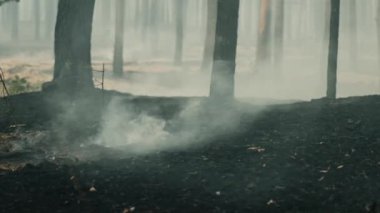 Ormandaki yangının yol açtığı hava kirliliği, ormandaki kundaklamanın sonuçları, yerden yükselen duman bulutları
