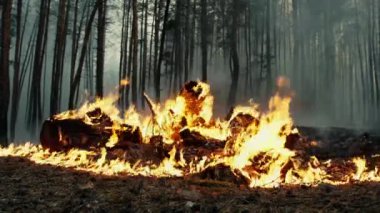 Orman kundaklama kavramı. Ormanda yanan çöp yığınını kapatmak orman yangınına ve orman tahribine neden olur.