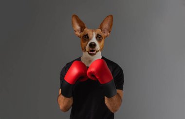 Bir köpek kırmızı boks eldiveni giyiyor ve boks duruşu yapıyor. Köpek yüzünde ciddi bir ifadeyle doğrudan kameraya bakıyor..