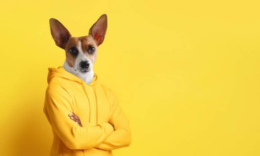 Kahverengi ve beyaz kürklü bir köpek sarı bir kapüşonlu giyiyor ve parlak sarı bir arka fonun karşısında duruyor. Köpek kollarını kavuşturur ve yüzü doğrudan kameraya bakar. Uzayı kopyala.