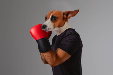 Bir Jack Russell Terrier köpeği boksör gibi giyinmiş, kırmızı boks eldiveni ve siyah tişört giyiyor, bir kolu havada dövüş pozisyonunda duruyor..