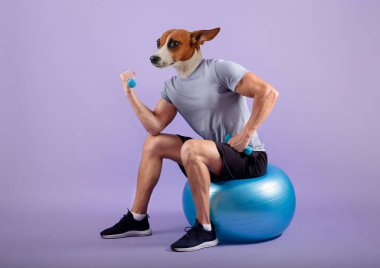 Köpek kafalı bir adam egzersiz topunun üzerinde oturuyor ve mavi dambılları kaldırıyor. O, siyah şort, gri bir tişört ve siyah spor ayakkabı giyiyor. Mor bir geçmişi olan bir stüdyoda..