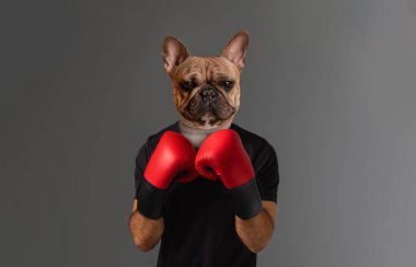 Ciddi bir ifadeye sahip bir Fransız bulldog gri bir zemine karşı boks yaparken kırmızı boks eldiveni ve siyah gömlek giyer..