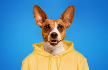 Küçük, kahverengi ve beyaz bir köpek, büyük, dik kulaklı sarı kapüşonlu bir köpek giyer ve mavi arka planda kameraya gülümser..