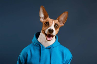 A small dog with brown and white fur is wearing a bright blue hoodie. It is standing in front of a blue background and looking at the camera with a big smile clipart