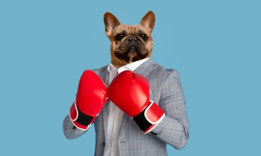 Bir Fransız Bulldog gri takım elbise giymiş, beyaz gömlek ve kırmızı boks eldiveni giyiyor. Köpek ciddi bir ifadeyle kameraya bakıyor ve dövüşmeye hazır görünüyor..