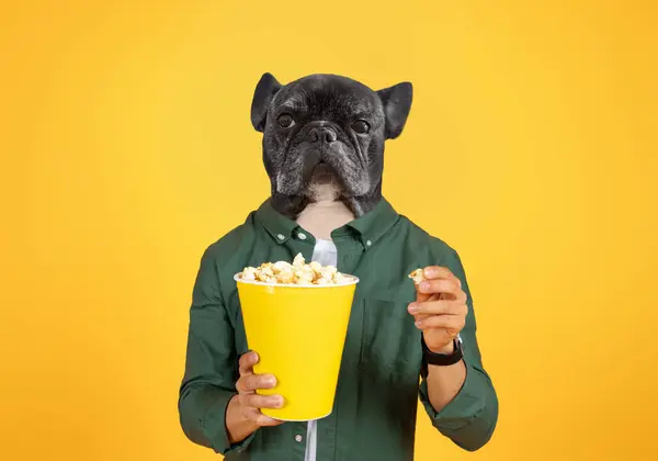 stock image A person enjoys a fun moment while holding a large bucket of popcorn. The unique twist is the person head is replaced by a French Bulldog head, creating a humorous and playful atmosphere