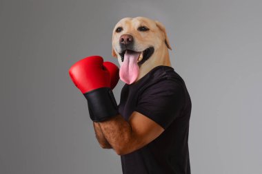 Neşeli bir Labrador av köpeği dik duruyor, parlak kırmızı boks eldivenleri giyiyor. Köpeğin neşeli tavrı coşkulu duruşu ile gelişir, spora karşı yumuşak kalpli bir tavır sergiler..