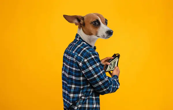 stock image A dog wearing a plaid shirt looks over its shoulder, holding a wallet with money in its paws, yellow studio background