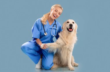 Veteriner Kliniği Reklam Konsepti. Scrubs üniformalı ve steteskoplu mutlu kadın hemşire köpekle poz veriyor, yerde oturmuş mavi stüdyonun arka planına bakan Labaratuar patilerini tutuyor.