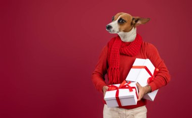 İnsan kılığına girmiş çekici bir köpek kırmızı eşarp giymiş canlı kırmızı bir arka plana karşı duruyor. Kırmızı kurdelelerle süslenmiş birkaç beyaz hediye kutusu var. Kopya alanı.