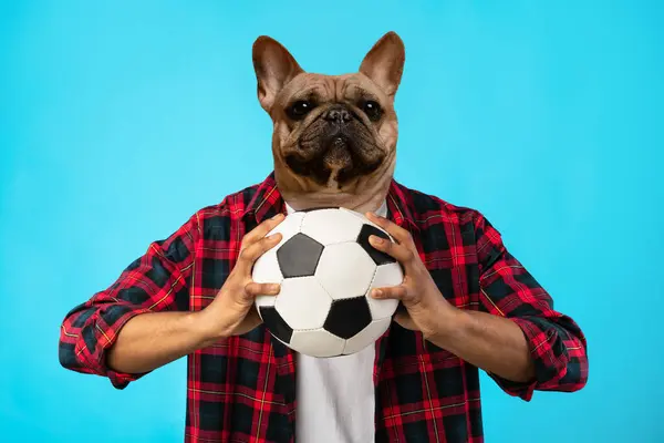 stock image A person with a French Bulldog head is wearing a red and black plaid shirt and holding a soccer ball in front of a blue background. The person appears to be a fan of the sport