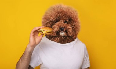 Kabarık ceketli bir köpek canlı sarı bir arka planda dururken bir çizburger tutuyor gibi görünüyor. Neşeli sahne, neşeli bir anı yakalar.