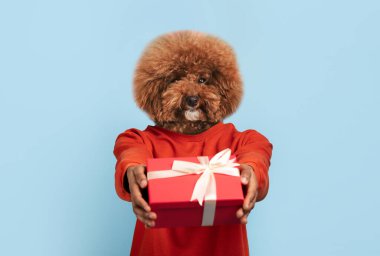 Parlak turuncu bir kazak giymiş tüylü bir köpek gururla sunar güzel sarılmış kırmızı bir hediye beyaz bir kurdele ile süslenmiş. Neşeli ifade ve canlı renkler neşeli bir atmosfer yaratır.