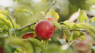 Genç kadın bahçıvanın bahçedeki ağaçtan taze olgun elma topladığı yakın çekim, sonbahar hasat konsepti.