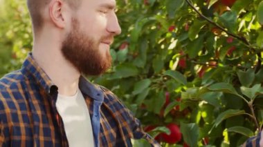 Taze vitamin konsepti. Genç çiftçi ağaca geliyor, elma topluyor ve yiyor, kendi bahçesinde taze meyve hasadının tadını çıkarıyor, çekimin izini sürüyor, yavaş çekim.