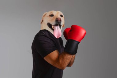 Neşeli bir köpek parlak kırmızı boks eldivenleri giyerken neşeli bir şekilde poz veriyor. Arkaplan basit ve nötr, canlı renklerin öne çıkmasını sağlıyor