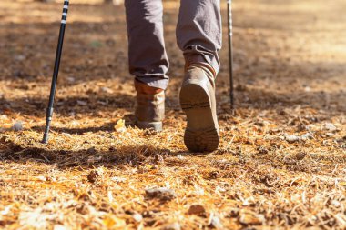 Yürüyüş direkleri, orman arkaplanı, arka plan...