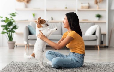 Rahat oturma odasında rahat bir yerde oturmuş, neşeli Jack Russel terrier köpeği, evcil hayvanı ve sahibinin evde birlikte vakit geçirmesi, fotokopi çekmesi,