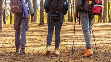 Üç yürüyüşçünün bacakları ormanda yürüyor, kırpılmış, aktif dinlenme konsepti